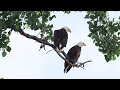 Tulsa River Park Trails - Two Bald Eagles - Chatting Loudly (5-23-24)