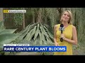 Century plant blooms at Longwood Gardens in Kennett Square, Pa.