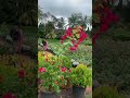 Kadiyam nursery view#ytshorts#special for indoor plants#