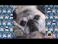 Pug Compilation 144 - Funny Dogs but only Pug Videos | Instapug