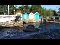 Seal Feeding at Sea life Weymouth