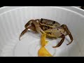 pet crab eating chips