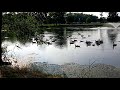 Geese In The Pond