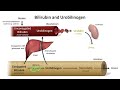 Interpretation of the Urinalysis (Part 2) - The Dipstick