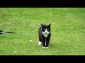 Magpie Teasing Cat (Full Footage)