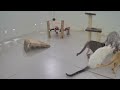 IMPOSSIBLE TRY NOT TO LAUGH 🐱🐕 Best Funny Catss 2024 😆