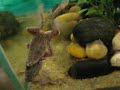 African Dwarf Frogs in Amplexus