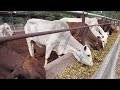 Wagyu Beef Farming in the Philippines | How to Raise Wagyu Beef?