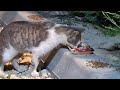 A hedgehog eats the cat's food, and the cat is concerned about that
