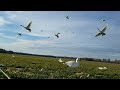 A&A Outdoors Delaware Swan hunt 2022