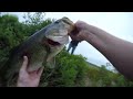 GIANT LARGEMOUTH BASS in MASSACHUSETTS!