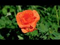 4 Hours of Beautiful Flowers in the Fields with Piano Music | Psalm of the Fields