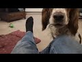 Welsh Springer Spaniel asking for attention