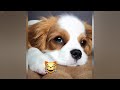 Cute Baby Animals Videos 2024 |😻🤣 Best Funny and Cute Moment of the Animals #08