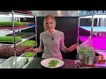 How to Grow Pea Microgreens |  Full Walk-through |  Speckled Pea |  On The Grow