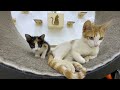 The kitten comes out of the glass room for the first time after recovering.