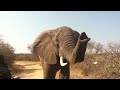 Elephant close encounter: Toro Yaka Bush Lodge South Africa
