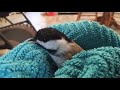 Stunned Chickadee