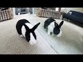 Rabbit sees himself in a mirror for the first time