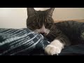 My Insane Cat Tries To Destroy My Bed