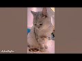 When you own a CAT with an IQ 200 😲Funny Cat Video 2024
