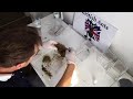 Setting ant formicarium and hydration tips