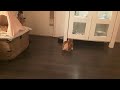 Roomba vs Cats