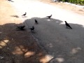 Feeding the crows @ sanjeevaiah park Hyderabad