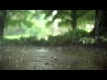 Nature Sounds - Rain and Singing Birds in the Forest