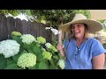 Hydrangeas in a Hot Climate!😍 Small Space Garden with A BIG Impact! Zone 9 California Garden Tour