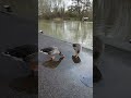 Ducks quacking