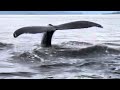Spring in Ketchikan: Humpback Whales Kicking Off King Salmon Season