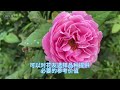 6-11区低维护地载和盆栽rose、精养rose、阳台rose