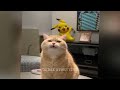 Funny ANIMALS videos 2024😻New Funny Cats and Dogs Videos🐶