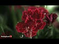 Gentle Rain on the Flower | Sounds With Piano Music for Sleeping and Relaxing | 10 Hour Video |