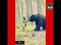 When a bear was faced with a mirror in jungle. #NatureAndHeritage🐯. |Funny Video| |Short's|