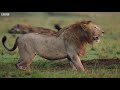 Best Lion Moments: Part 1 | Top 5 | BBC Earth