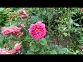 Part 1. Regent's Park rose garden walk. Collection of beautiful roses.