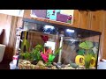 Cool red beta fish swims in fish tank