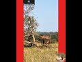 Angry Wild Elephant demolishing the tree. #NatureAndHeritage🐯. |Wildlife's| |Short's|