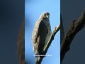 Gavião-carijó: Voz da Caatinga em Plena Natureza