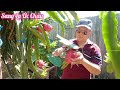 Thu hoạch thanh long sau vườn nhà ở Úc/Harvesting dragon fruits grown in Australia