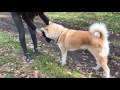 Ayu - Akita Inu (5 yrs) - Nose work game in the woods