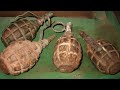 Frag Out! WW2 Hand Grenades