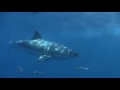 Scuba Diving the Farallon Islands California - Great White Cage Diving with gopro.