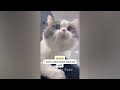 ❤️ Funniest Cats and Dogs 😆😘 Funny Cats Videos 😂🐱