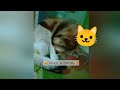 টুনটুনি 🤣🤣। cat funny video. cute cat . viral video. ZOZO & COCO.