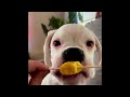Funniest Animals 2024 😂 Best Funny Cats and Dogs 😻🐶 Part 13 | Cute Baby Dogs