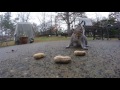 Funny Squirrels Eating peanuts!