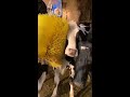 Cow Brush = Happy Cows | Organic Valley #shorts